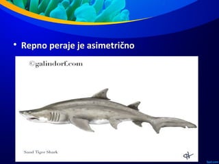 
Repno peraje je asimetrično
 