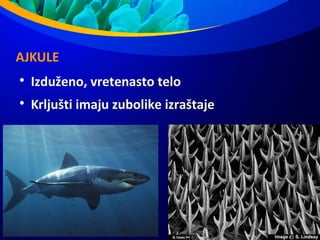 AJKULE

Izduženo, vretenasto telo

Krljušti imaju zubolike izraštaje
 