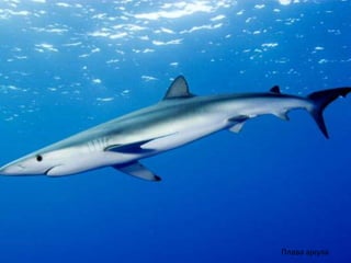 Плава ајкула
 