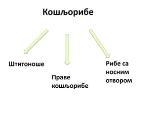 Кошљорибе
Штитоноше
Праве
кошљорибе
Рибе са
носним
отвором
 