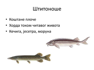 Штитоноше
• Коштане плоче
• Хорда током читавог живота
• Кечига, јесетра, моруна
 