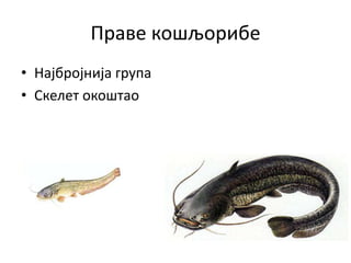 Праве кошљорибе
• Најбројнија група
• Скелет окоштао
 