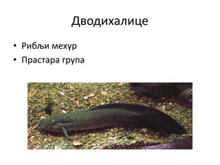 Дводихалице
• Рибљи мехур
• Прастара група
 