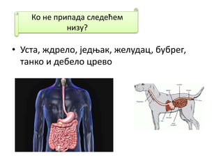 • Уста, ждрело, једњак, желудац, бубрег,
танко и дебело црево
Ко не припада следећем
низу?
 