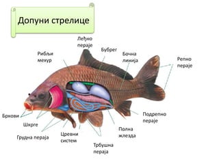 Допуни стрелице
Бркови
Шкрге
Грудна пераја
Цревни
систем
Трбушна
пераја
Полна
жлезда
Подрепно
пераје
Репно
пераје
Бочна
линија
Бубрег
Леђно
пераје
Рибљи
мехур
 