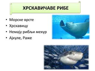 • Морске врсте
• Хрскавицу
• Немају рибљи мехур
• Ајкуле, Раже
ХРСКАВИЧАВЕ РИБЕ
 