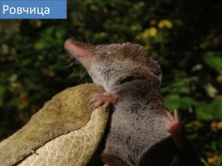 Рпвчица