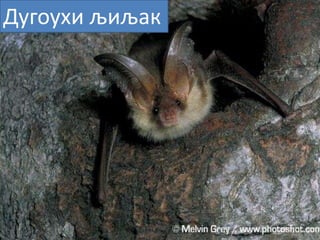 Дугпухи љиљак