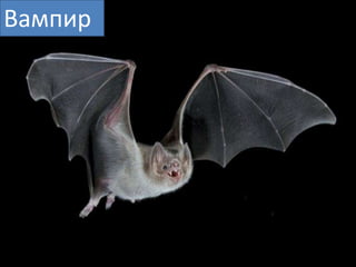Вампир