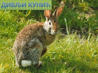 Raznovrsnost sisara