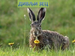 Raznovrsnost sisara