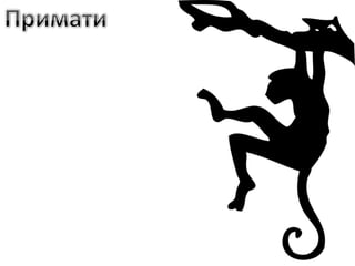 Raznovrsnost sisara