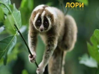 Raznovrsnost sisara