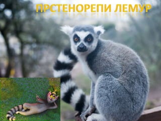 Raznovrsnost sisara