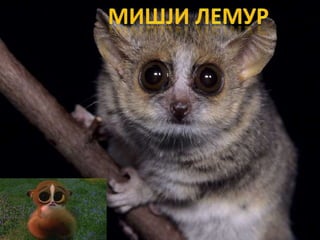 Raznovrsnost sisara