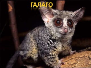 Raznovrsnost sisara