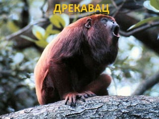Raznovrsnost sisara
