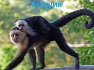 Raznovrsnost sisara