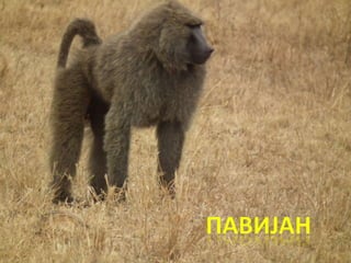 Raznovrsnost sisara
