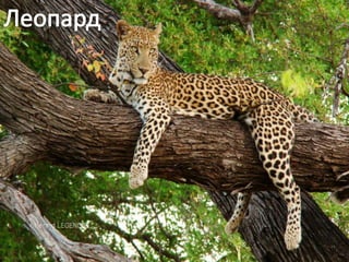 Raznovrsnost sisara