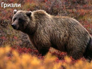 Raznovrsnost sisara