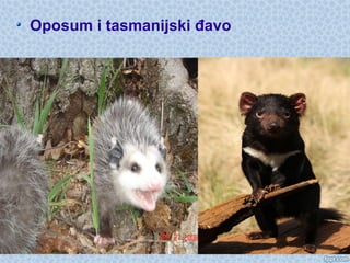 Oposum i tasmanijski đavo
 