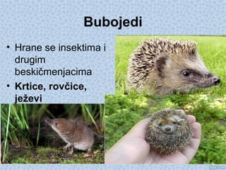 Bubojedi
• Hrane se insektima i
drugim
beskičmenjacima
• Krtice, rovčice,
ježevi
 
