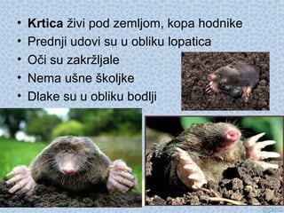 • Krtica živi pod zemljom, kopa hodnike
• Prednji udovi su u obliku lopatica
• Oči su zakržljale
• Nema ušne školjke
• Dlake su u obliku bodlji
 