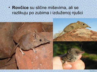 • Rovčice su slične miševima, ali se
razlikuju po zubima i izduženoj njušci
 
