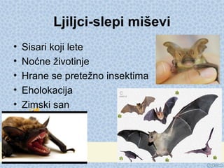 Ljiljci-slepi miševi
• Sisari koji lete
• Noćne životinje
• Hrane se pretežno insektima
• Eholokacija
• Zimski san
 