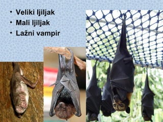 • Veliki ljiljak
• Mali ljiljak
• Lažni vampir
 