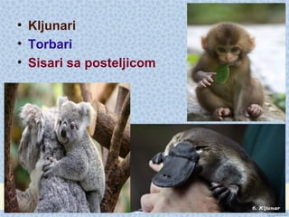 • Kljunari
• Torbari
• Sisari sa posteljicom
 