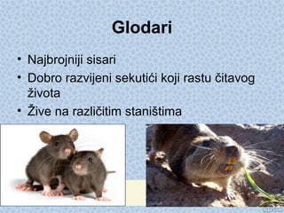 Glodari
• Najbrojniji sisari
• Dobro razvijeni sekutići koji rastu čitavog
života
• Žive na različitim staništima
 