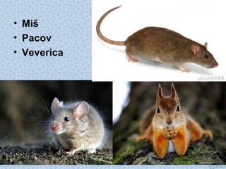 • Miš
• Pacov
• Veverica
 