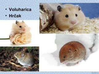 • Voluharica
• Hrčak
 