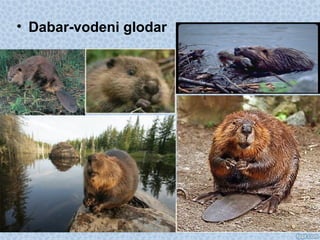 • Dabar-vodeni glodar
 
