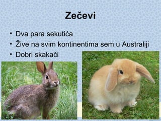 Zečevi
• Dva para sekutića
• Žive na svim kontinentima sem u Australiji
• Dobri skakači
 
