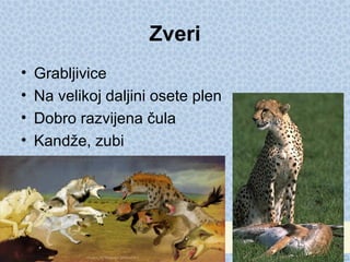 Zveri
• Grabljivice
• Na velikoj daljini osete plen
• Dobro razvijena čula
• Kandže, zubi
 