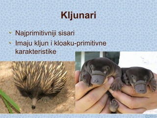 Kljunari
Najprimitivniji sisari
Imaju kljun i kloaku-primitivne
karakteristike
 