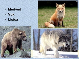 • Medved
• Vuk
• Lisica
 