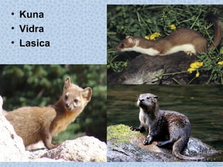 • Kuna
• Vidra
• Lasica
 