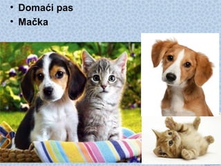 • Domaći pas
• Mačka
 