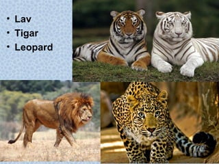 • Lav
• Tigar
• Leopard
 