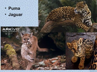 • Puma
• Jaguar
 