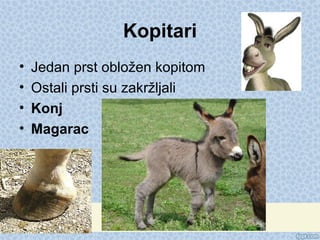 Kopitari
• Jedan prst obložen kopitom
• Ostali prsti su zakržljali
• Konj
• Magarac
 