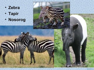 • Zebra
• Tapir
• Nosorog
 