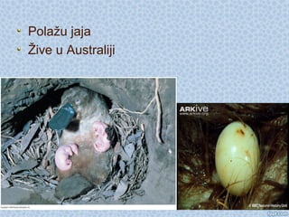 Polažu jaja
Žive u Australiji
 
