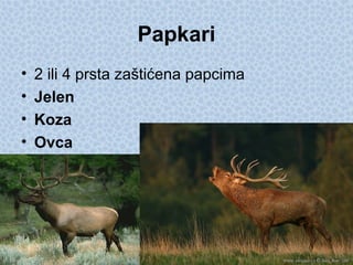 Papkari
• 2 ili 4 prsta zaštićena papcima
• Jelen
• Koza
• Ovca
 