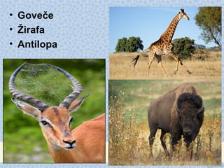 • Goveče
• Žirafa
• Antilopa
 