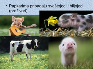 • Papkarima pripadaju svaštojedi i biljojedi
(preživari)
 
